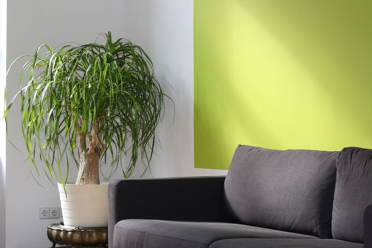 Bright modern living room with green accent wall, sofa, and ponytail palm in a sunlit corner.